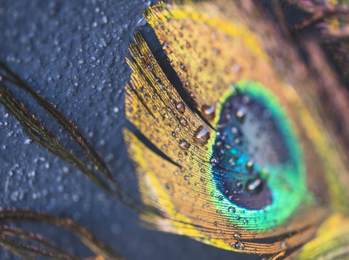 Shri Krishna Feather