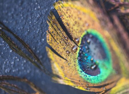 Shri Krishna Feather